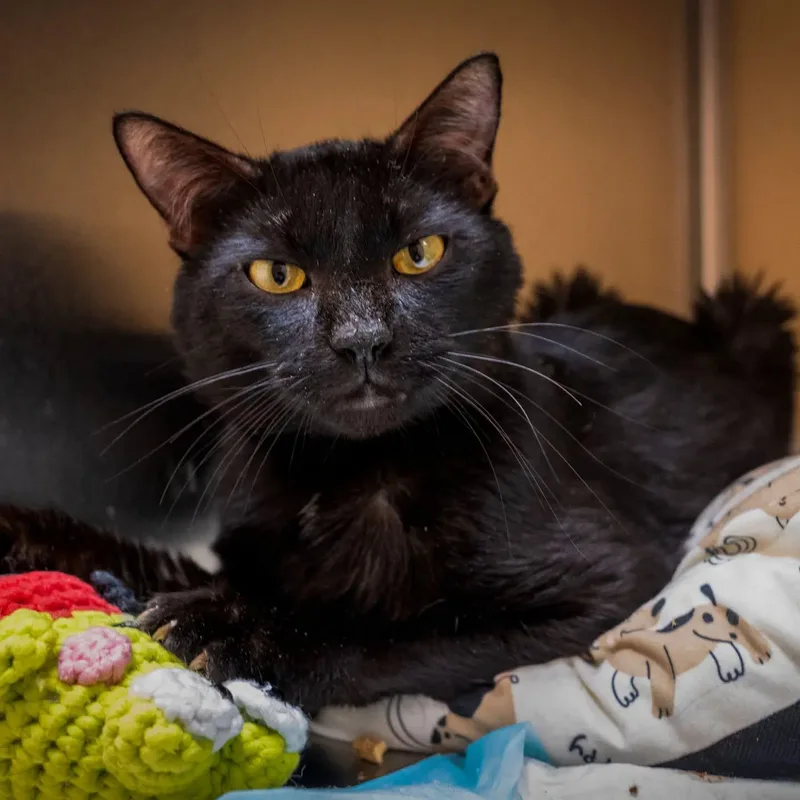 A senior large-sized male Black Domestic Short Hair cat named Binxy for adoption in HANSON, MA