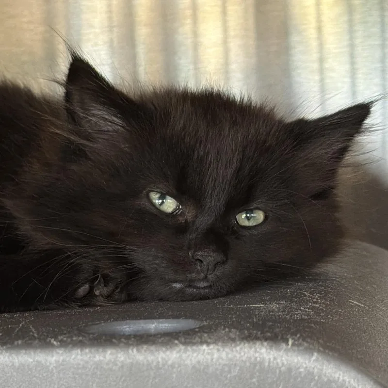 A baby small-sized male Domestic Long Hair cat named Tac for adoption in Waukesha, WI