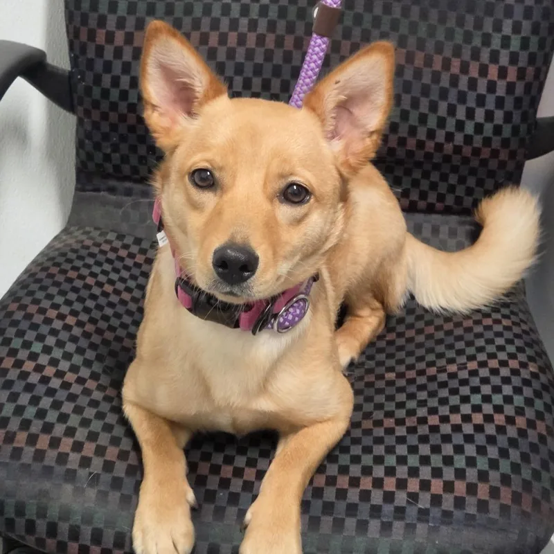 A young small-sized female Yellow / Tan / Blond / Fawn Mixed Breed dog named Miss Potts for adoption in Troy, IL