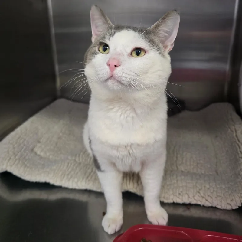 An adult large-sized male White Domestic Short Hair cat named Felix for adoption in Spokane, WA