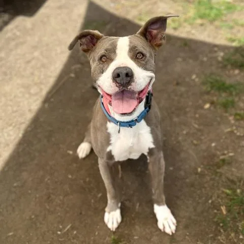 An adult large-sized female American Staffordshire Terrier dog named Mercury for adoption in Camarillo, CA