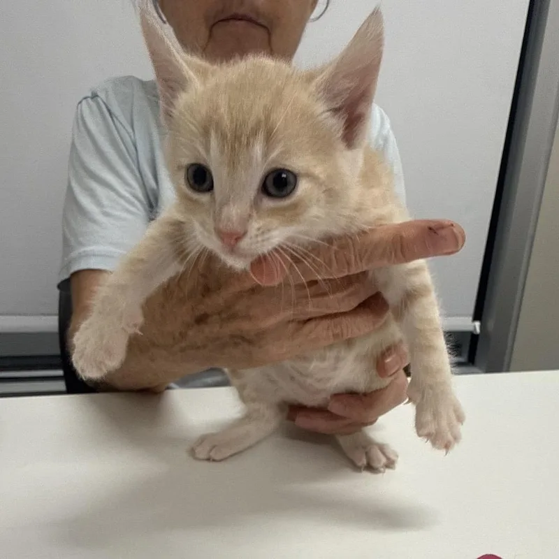 A baby small-sized male Cream / Ivory Domestic Short Hair cat named Hammond for adoption in Chattanooga, TN