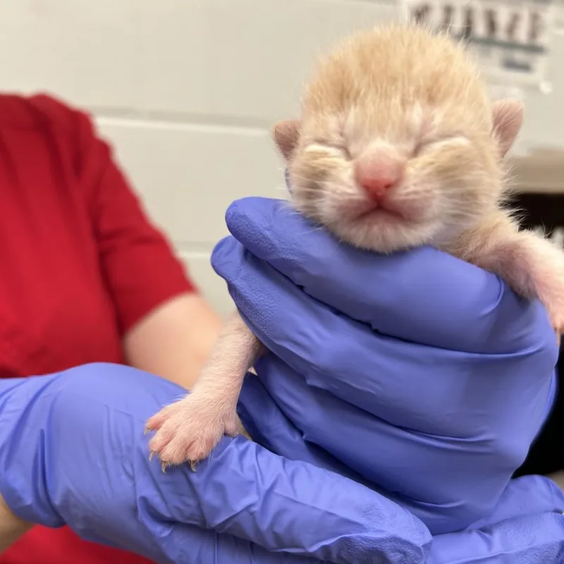 Hammond thumbnail 3