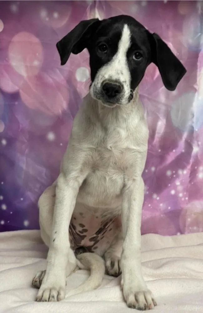 A baby extra large-sized female Great Dane dog named Drizzle for adoption in Sedalia, CO
