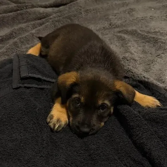A baby large-sized female Black Rottweiler dog named Liv for adoption in Polk, OH
