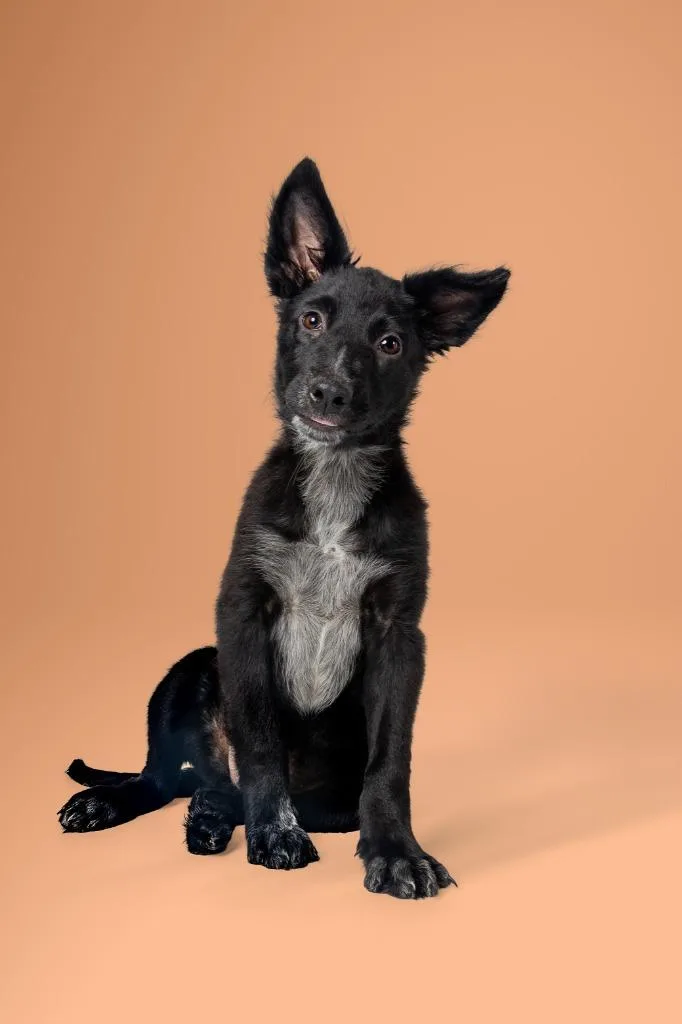 A young large-sized male German Shepherd Dog dog named Poe for adoption in Tyler, TX