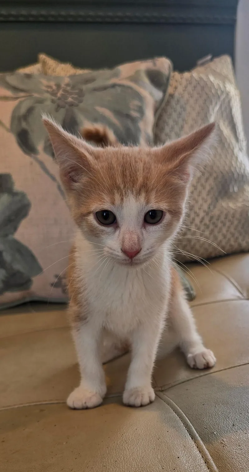 A baby medium-sized female Orange & White Domestic Short Hair cat named Faye for adoption in Valhalla, NY