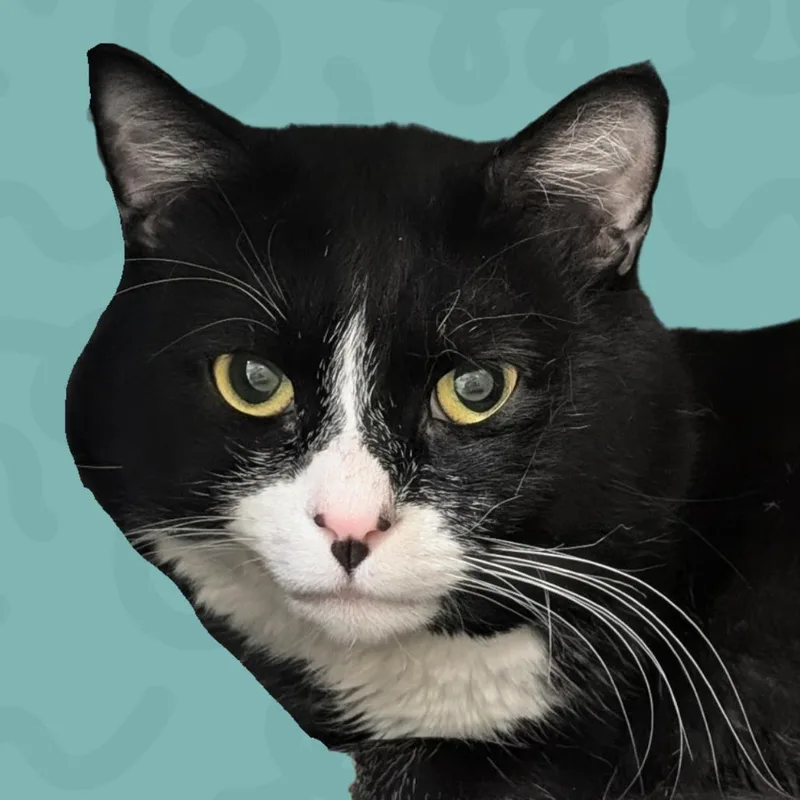 A senior large-sized male Domestic Short Hair cat named Karaoke for adoption in Reno, NV