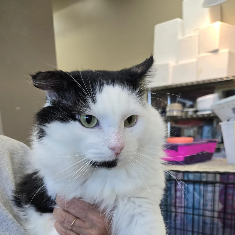 An adult medium-sized male Black & White / Tuxedo Domestic Medium Hair cat named Harbor for adoption in Mokena, IL