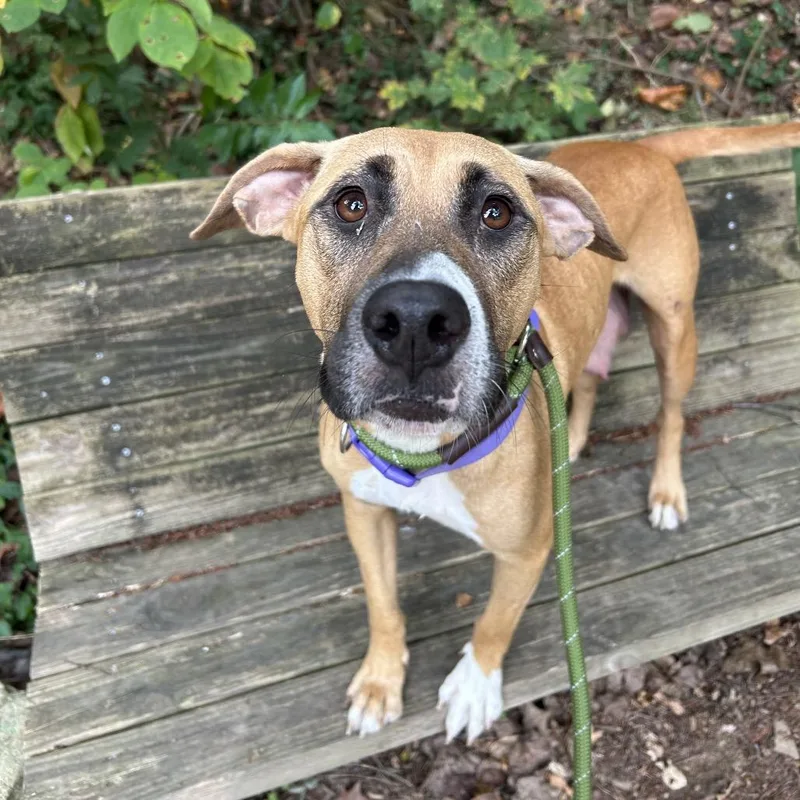 An adult medium-sized female Brown / Chocolate Mixed Breed dog named Bambi for adoption in Charleston, WV