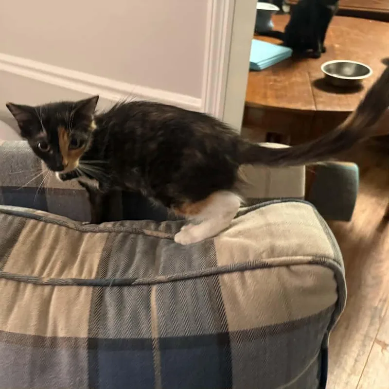 A baby small-sized female Torbie Domestic Medium Hair cat named Pawlly for adoption in Buffalo, MN