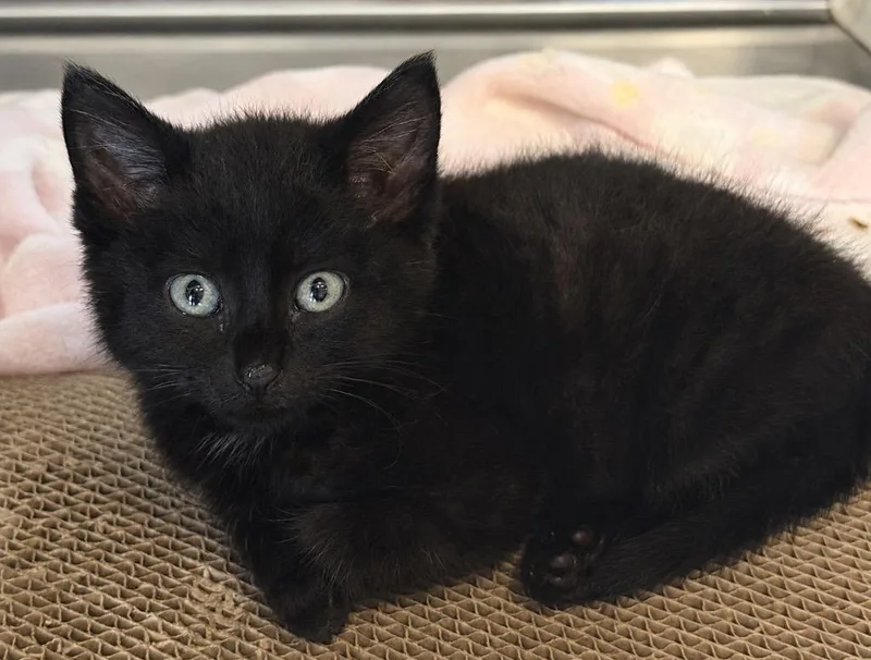 A baby small-sized female Domestic Short Hair cat named Paige for adoption in Columbia, TN