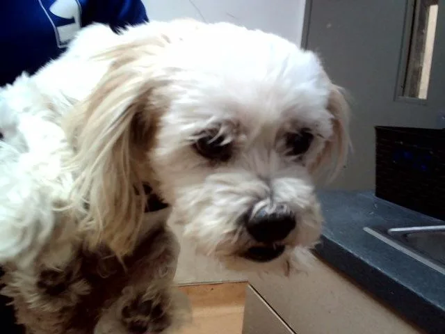 An adult small-sized male Terrier dog named Muneca for adoption in Martinez, CA