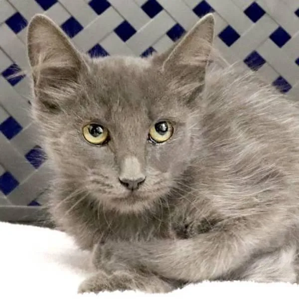 A baby small-sized female Domestic Medium Hair cat named Pippen for adoption in Midland, TX