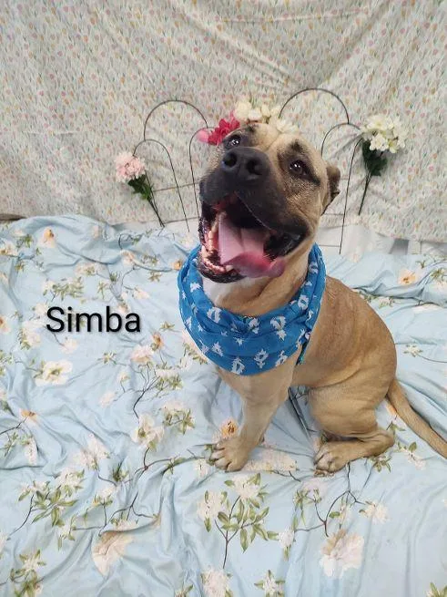 Simba Grace