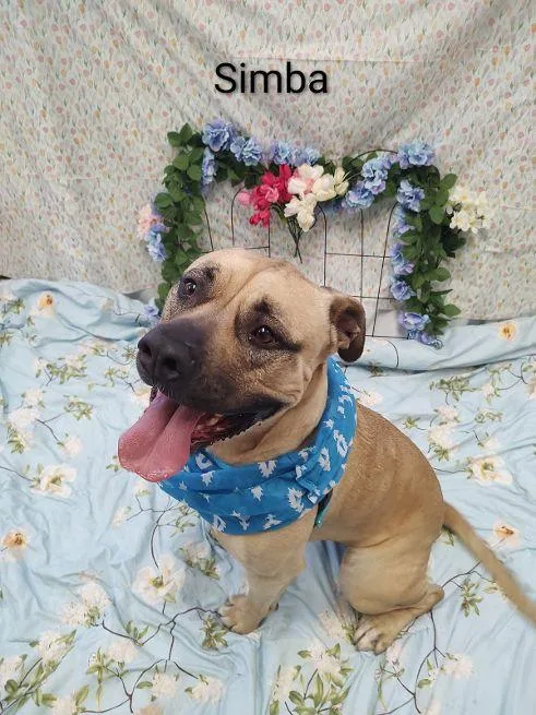 Simba Grace thumbnail 3