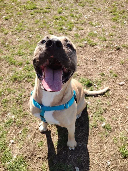 Simba Grace thumbnail 4