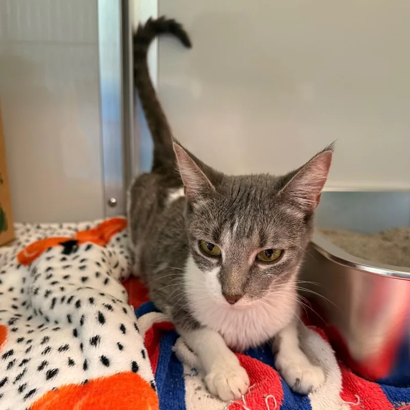 An adult medium-sized female White Domestic Short Hair cat named Minnie for adoption in Saint Charles, MO
