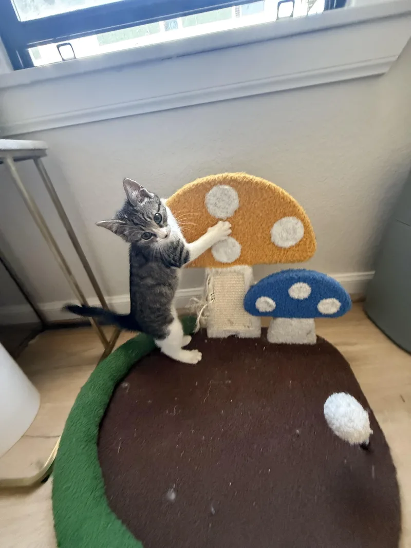 A baby small-sized male Domestic Short Hair cat named Snickers for adoption in Rio Linda, CA