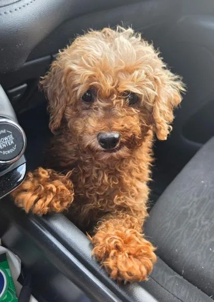 An adult small-sized female Poodle dog named Wren for adoption in Malvern, PA