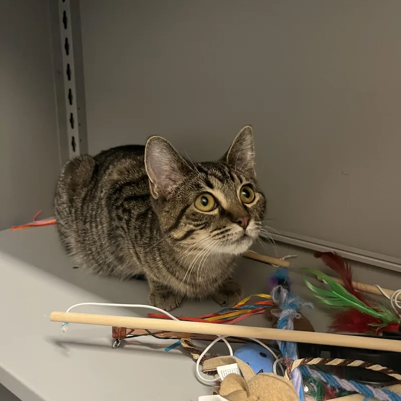 A young small-sized female Tabby (Brown / Chocolate) Domestic Short Hair cat named MeMow for adoption in Hillsboro, MO