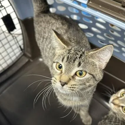 A baby small-sized male Brown / Chocolate Domestic Short Hair cat named Aladdin for adoption in Indianapolis, IN