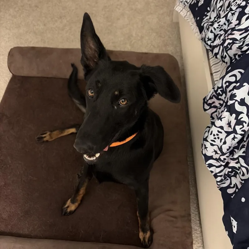 A young large-sized female Black German Shepherd Dog dog named Reed for adoption in Avon, OH