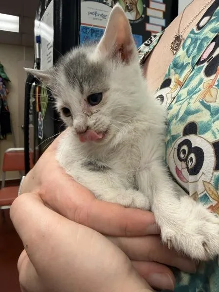A baby small-sized male Domestic Short Hair cat named Rubber Tree for adoption in Salisbury, MD