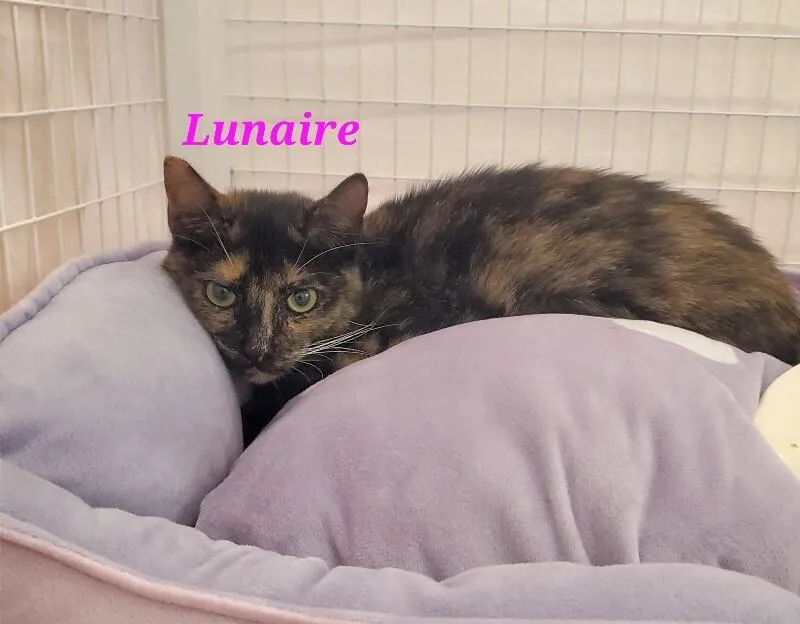 A young medium-sized female Domestic Short Hair cat named Lunaire for adoption in Diamond Springs, CA
