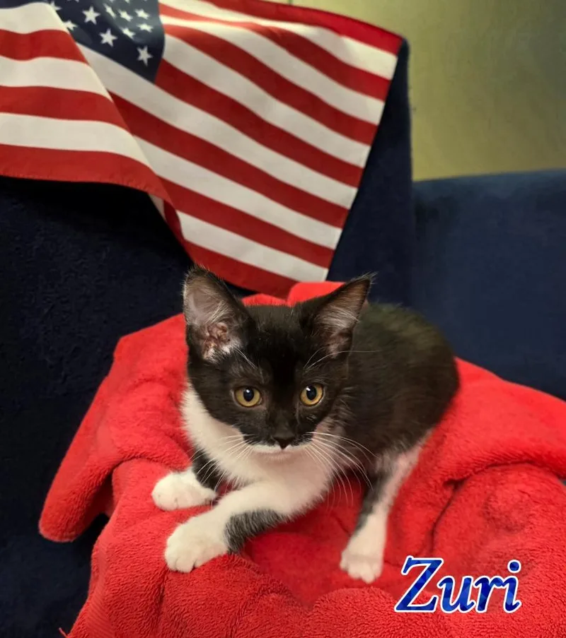 A baby medium-sized female Domestic Short Hair cat named Zuri for adoption in Port Clinton, OH