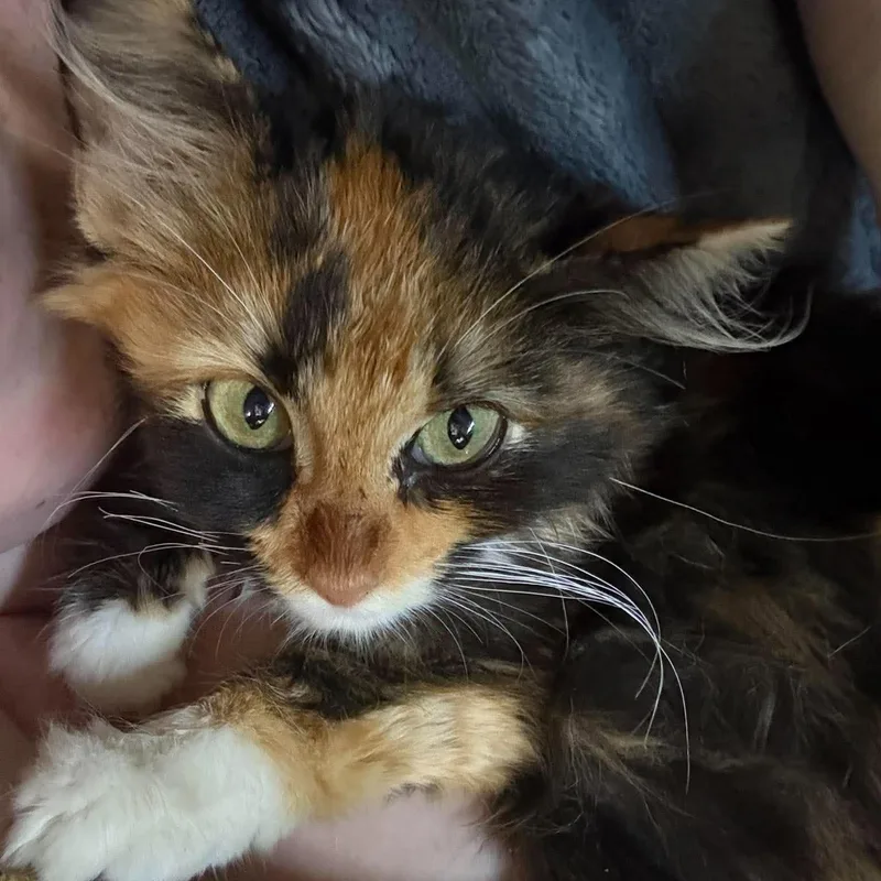 A baby medium-sized female Domestic Long Hair cat named Harlow for adoption in Mount Sterling, IL
