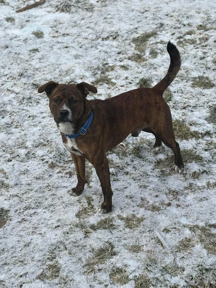 Red Rover Baca 💜 thumbnail 2