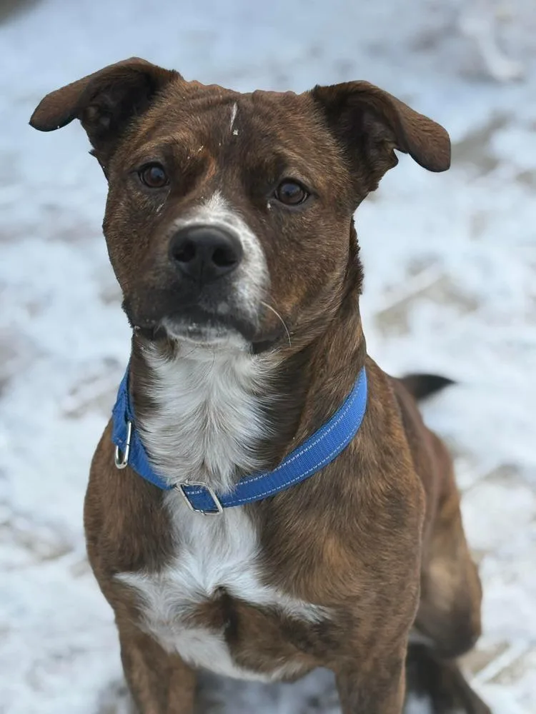 Red Rover Baca 💜 thumbnail 3