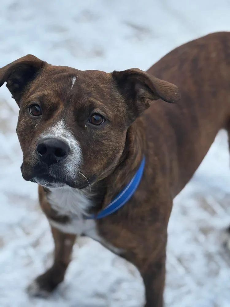 Red Rover Baca 💜 thumbnail 4