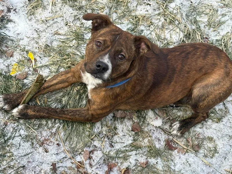 Red Rover Baca 💜 thumbnail 5