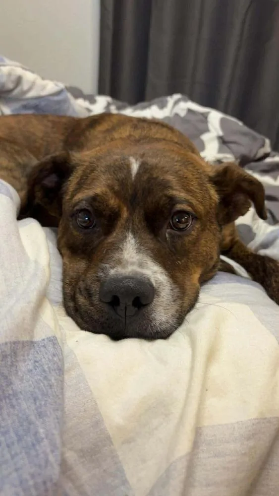 Red Rover Baca 💜 thumbnail 6