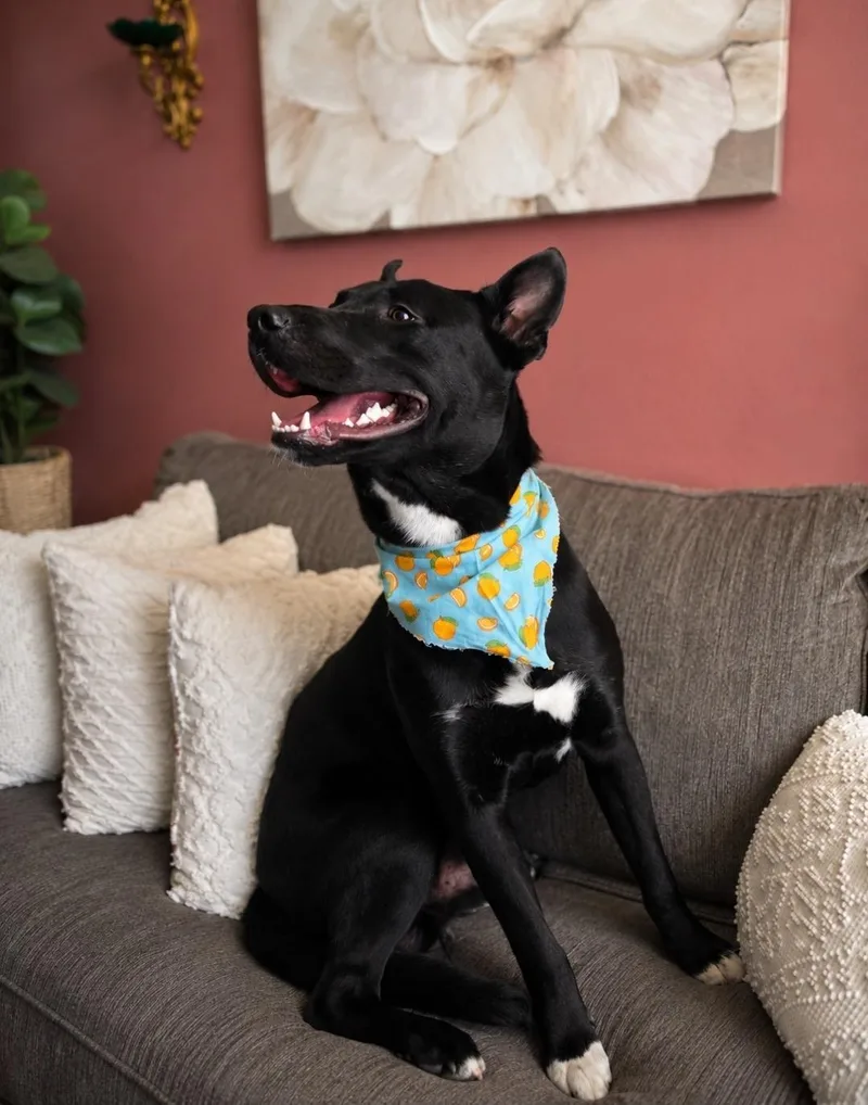 A young medium-sized male Black Pit Bull Terrier dog named Gentle boy Dumplin' for adoption in Menifee, CA