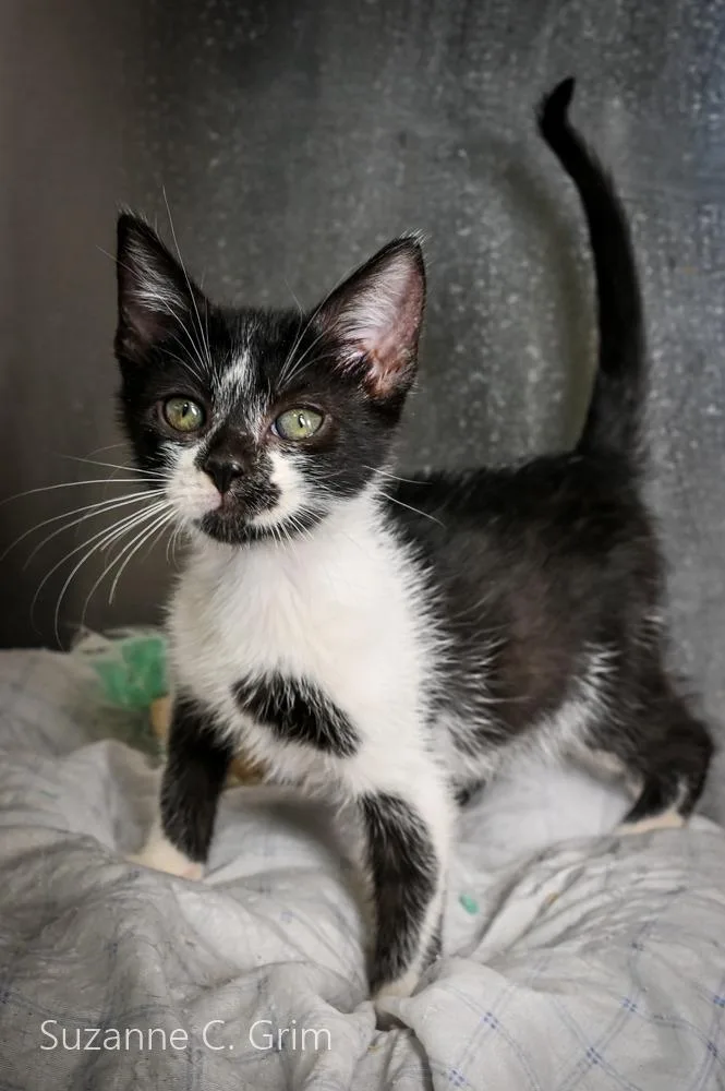 A baby medium-sized female Domestic Short Hair cat named Richi for adoption in New Orleans, LA
