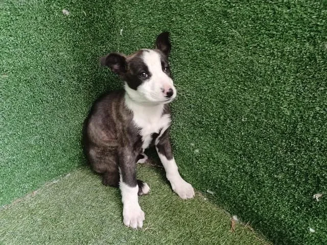 A baby small-sized female German Shepherd Dog dog named Cosmosy for adoption in Agoura, CA