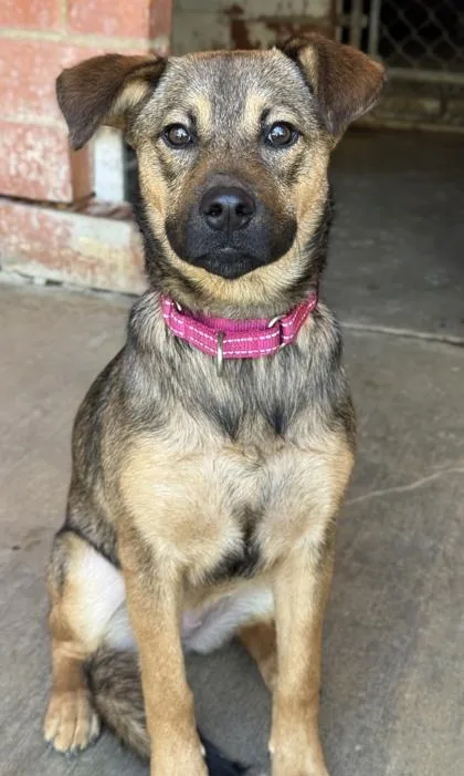 An adult medium-sized female Shepherd dog named Swim for adoption in San Antonio, TX