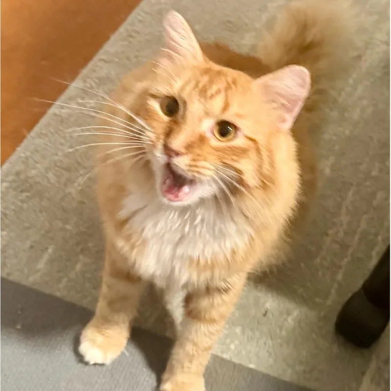 An adult large-sized male Orange / Red Domestic Medium Hair cat named Timber for adoption in Austin, TX