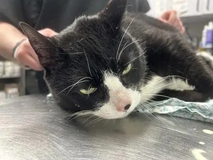 An adult small-sized female Domestic Short Hair cat named Large Marge FKA Wegovy for adoption in West Chester, PA