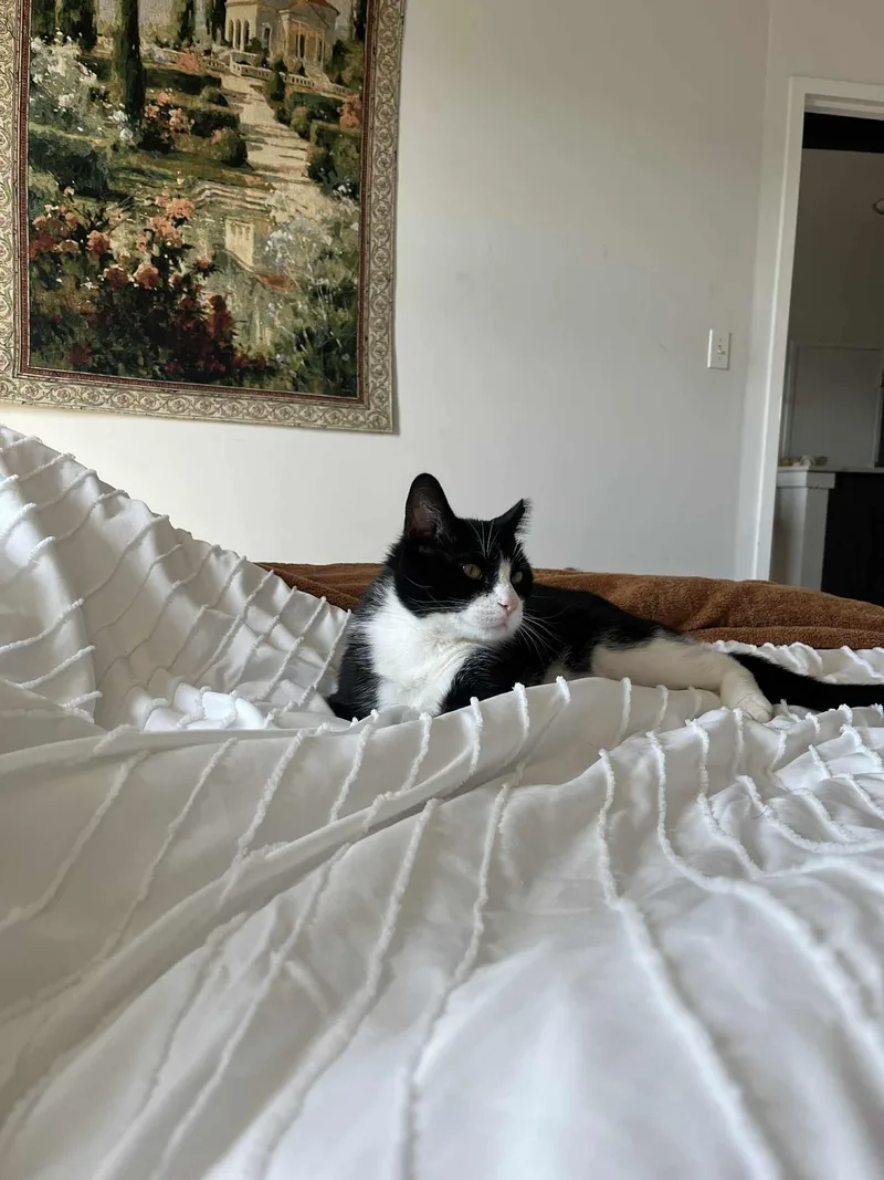 Langston thumbnail 2