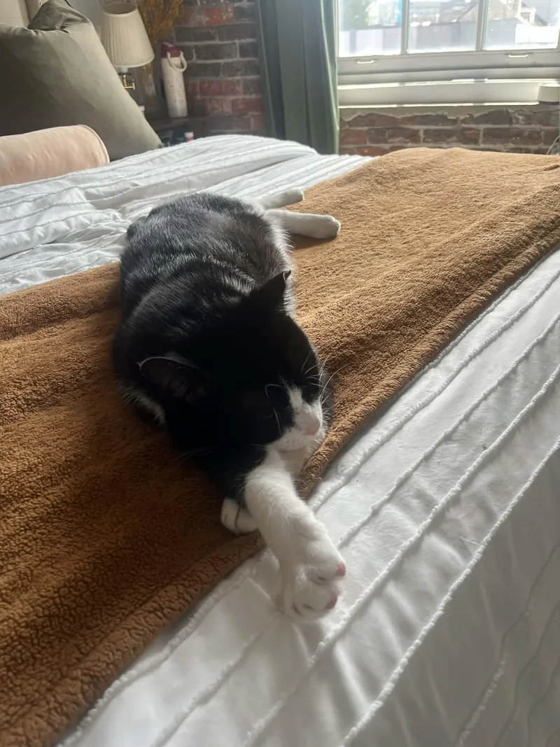 Langston thumbnail 3