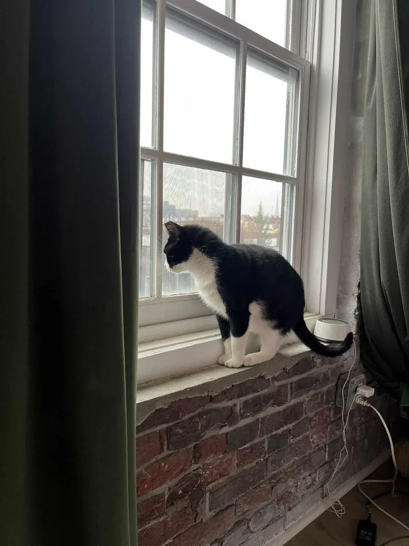 Langston thumbnail 4