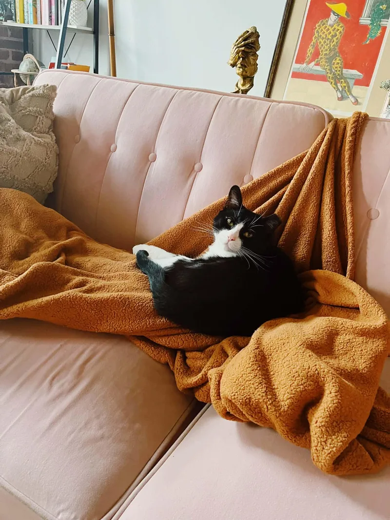 A young medium-sized male Black & White / Tuxedo Domestic Short Hair cat named Langston for adoption in Westville, NJ