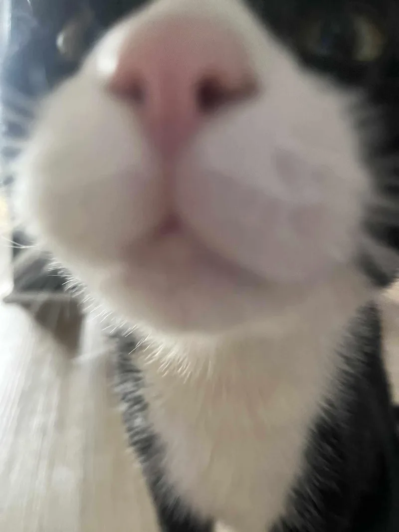 Langston thumbnail 5