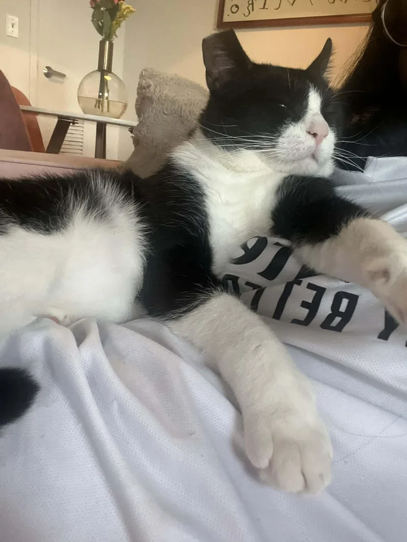 Langston thumbnail 6