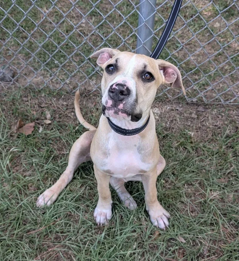 A young large-sized female Mixed Breed dog named Bambi for adoption in Marion, MS