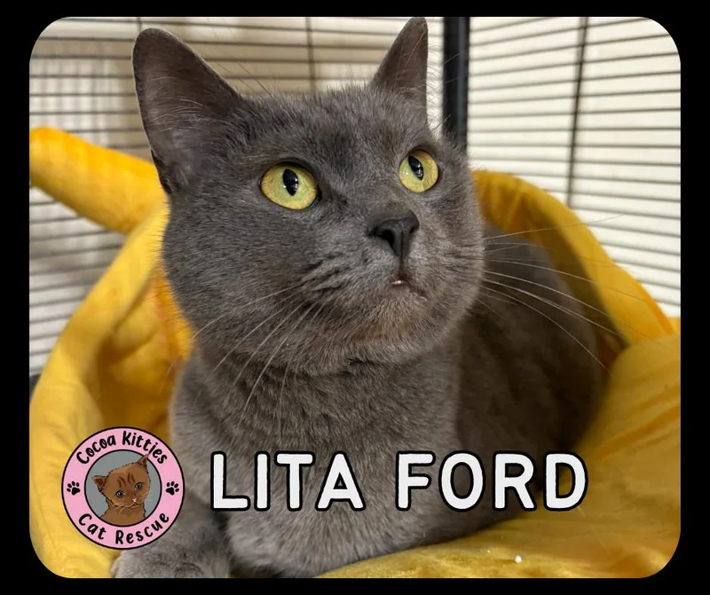 Lita Ford thumbnail 2